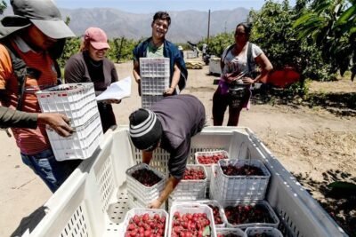 SE NECESITA PERSONAL PARA COSECHAR FRUTAS | EMPLEOS 2025