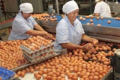 SE BUSCA DOS PERSONAS PARA EMPACAR HUEVOS MEDIO TIEMPO | EMPLEOS 2026