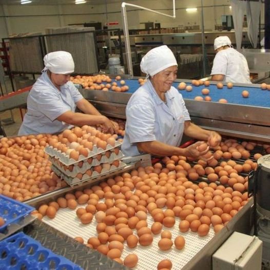 SE BUSCA DOS PERSONAS PARA EMPACAR HUEVOS MEDIO TIEMPO | EMPLEOS 2026